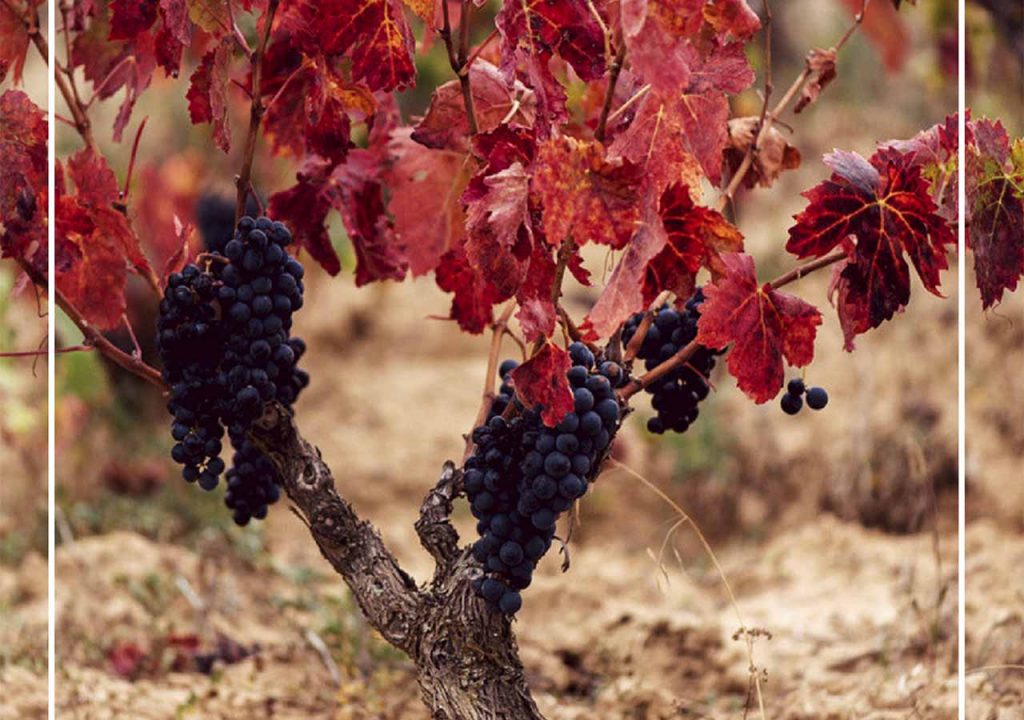 La Cosecha de Rioja